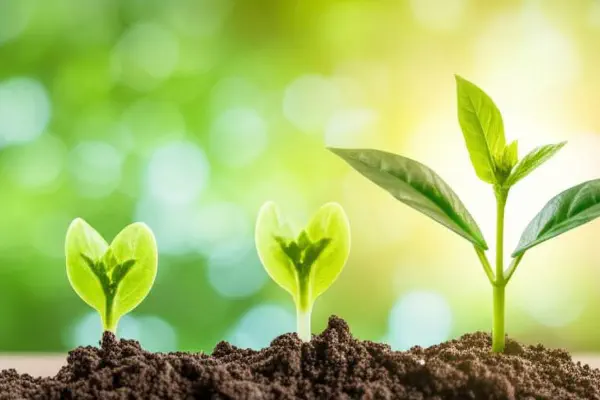 Illustration of a plant growing steadily from coins, representing slow money growth.